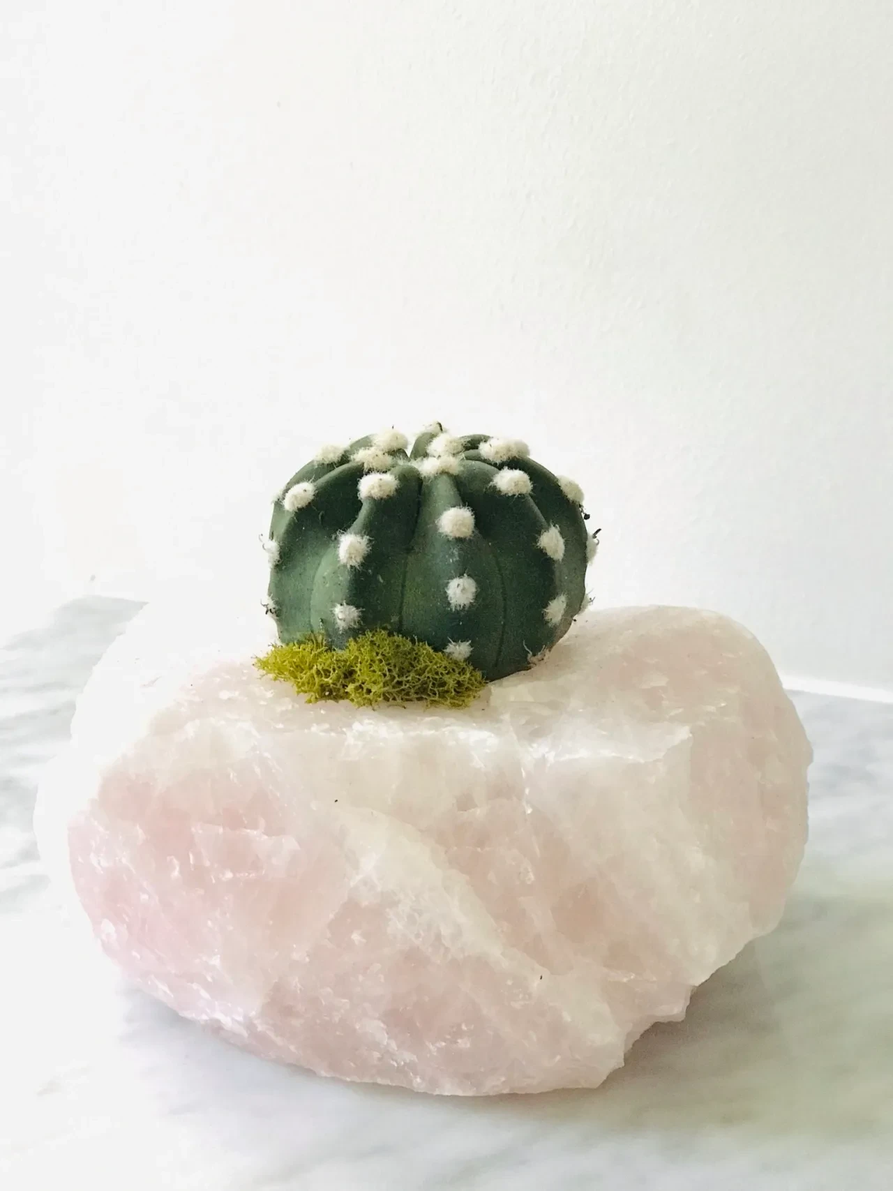 Small cactus on rose quartz crystal stone