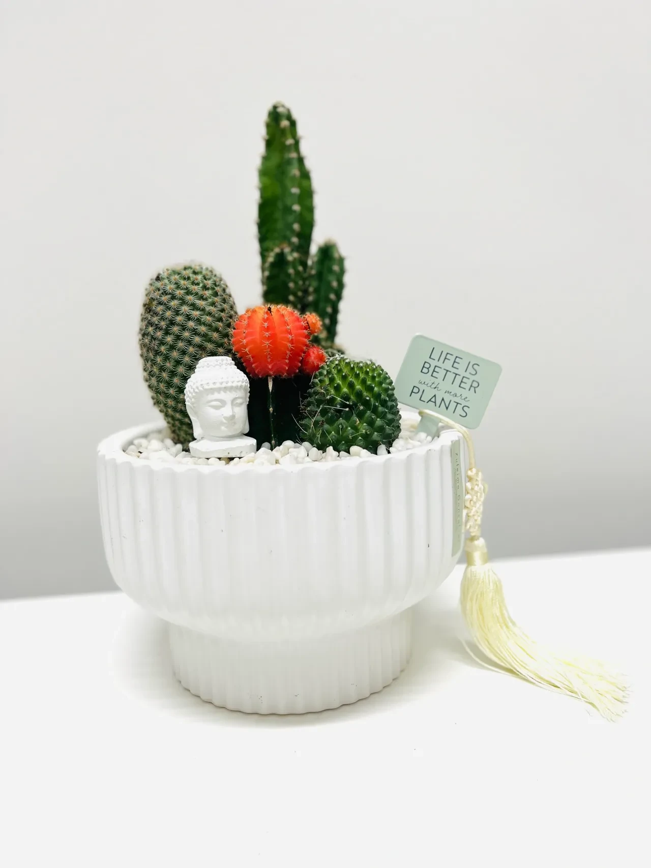 Decorative cactus arrangement in white ceramic pot