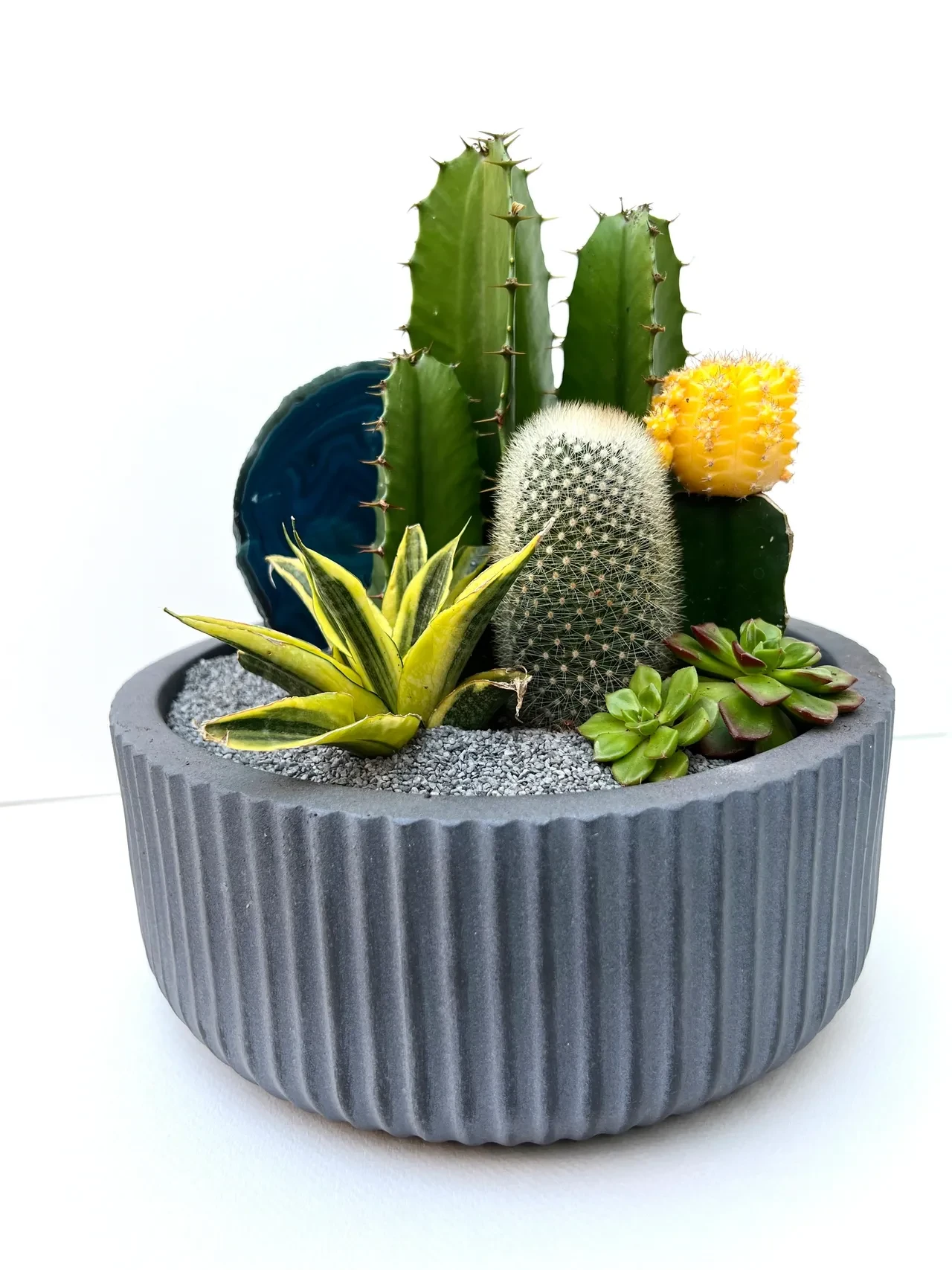 Succulent cactus arrangement in gray ribbed pot