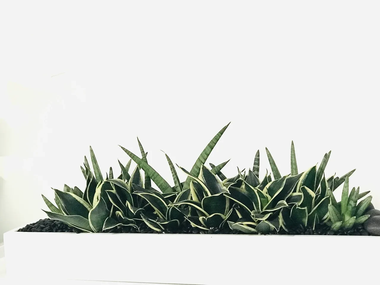 Variegated snake plants in white rectangular planter