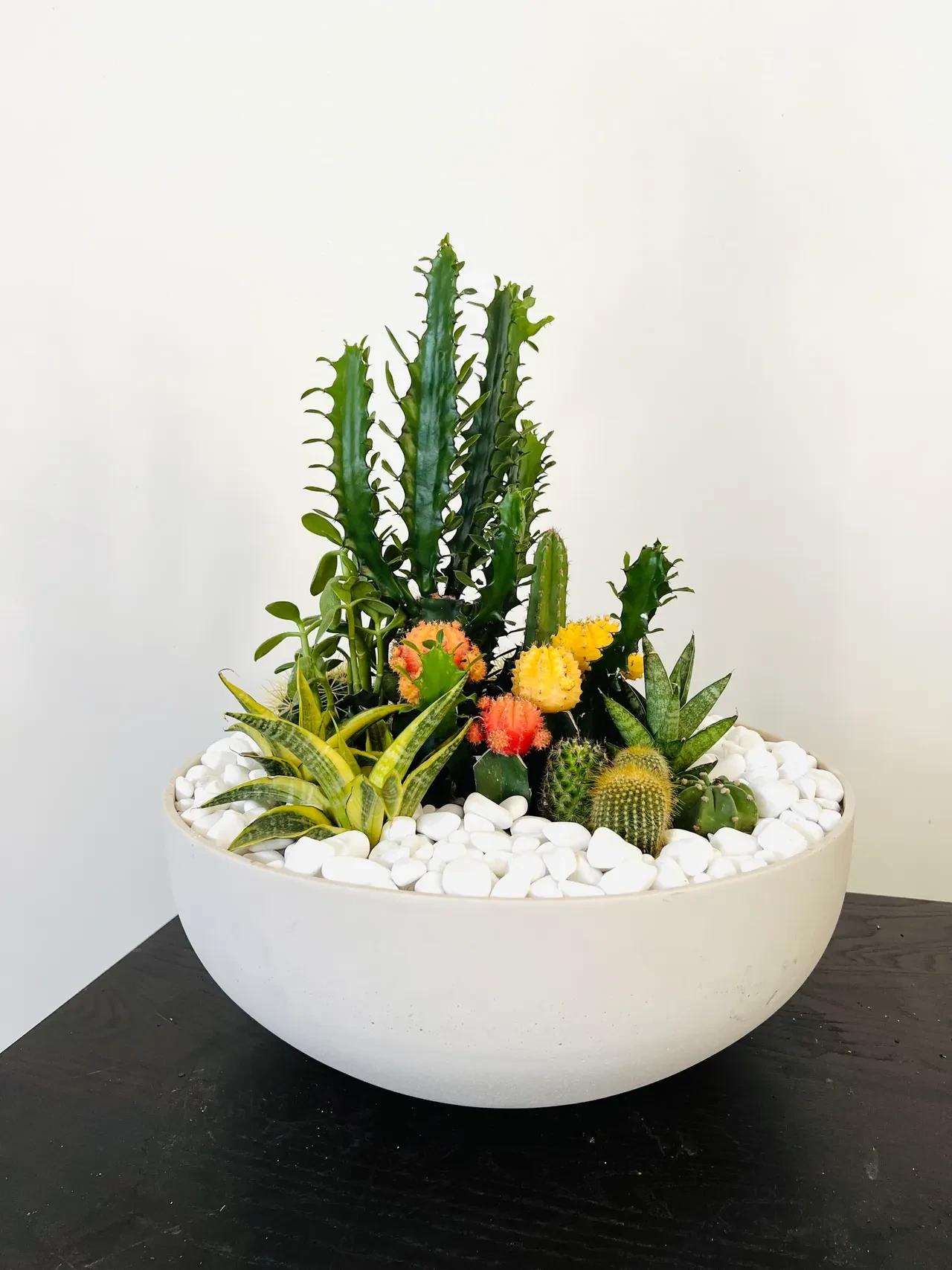 Large mixed cactus and succulent garden in white bowl with white pebbles