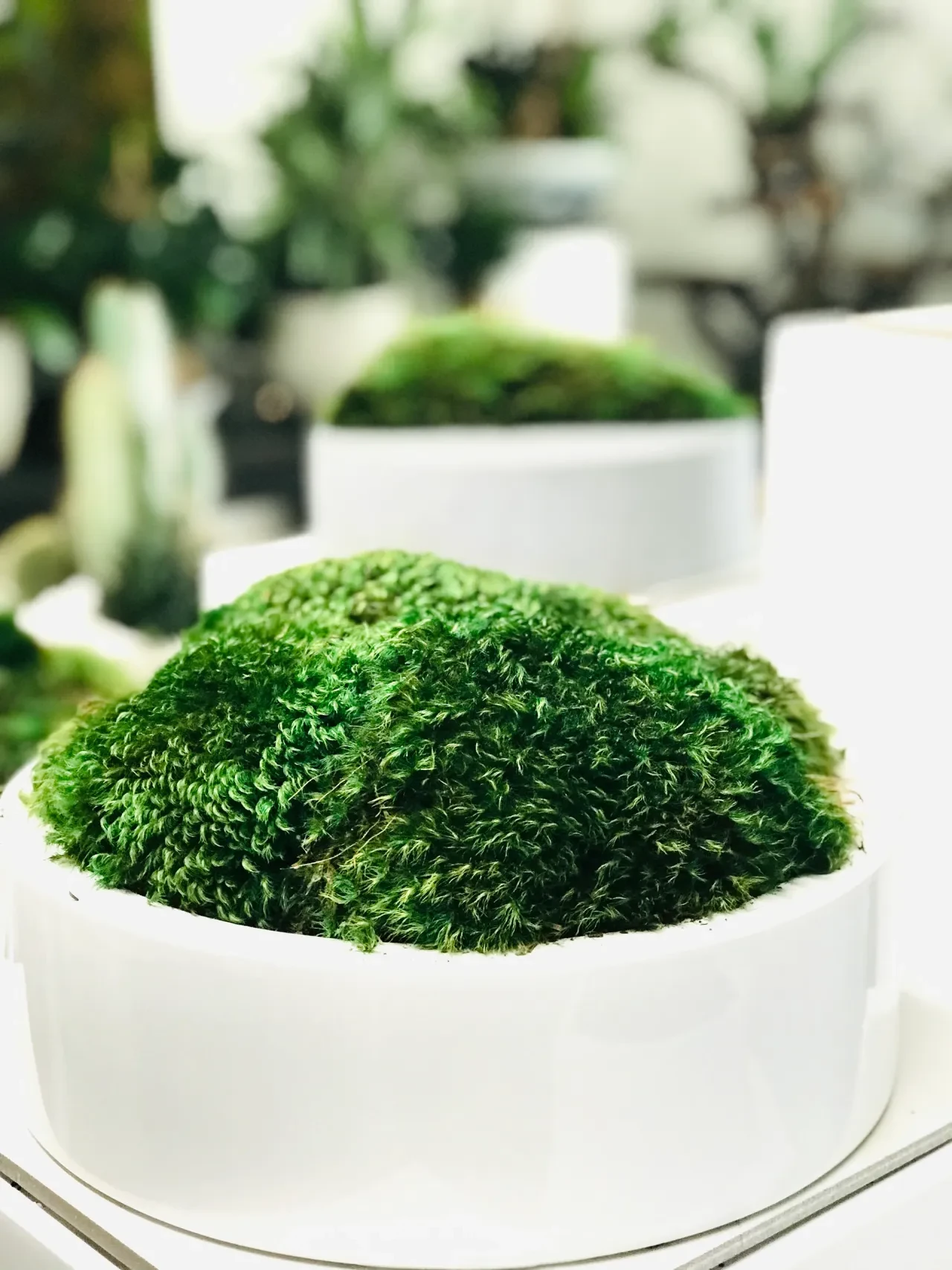 Lush green moss mound in white ceramic bowl