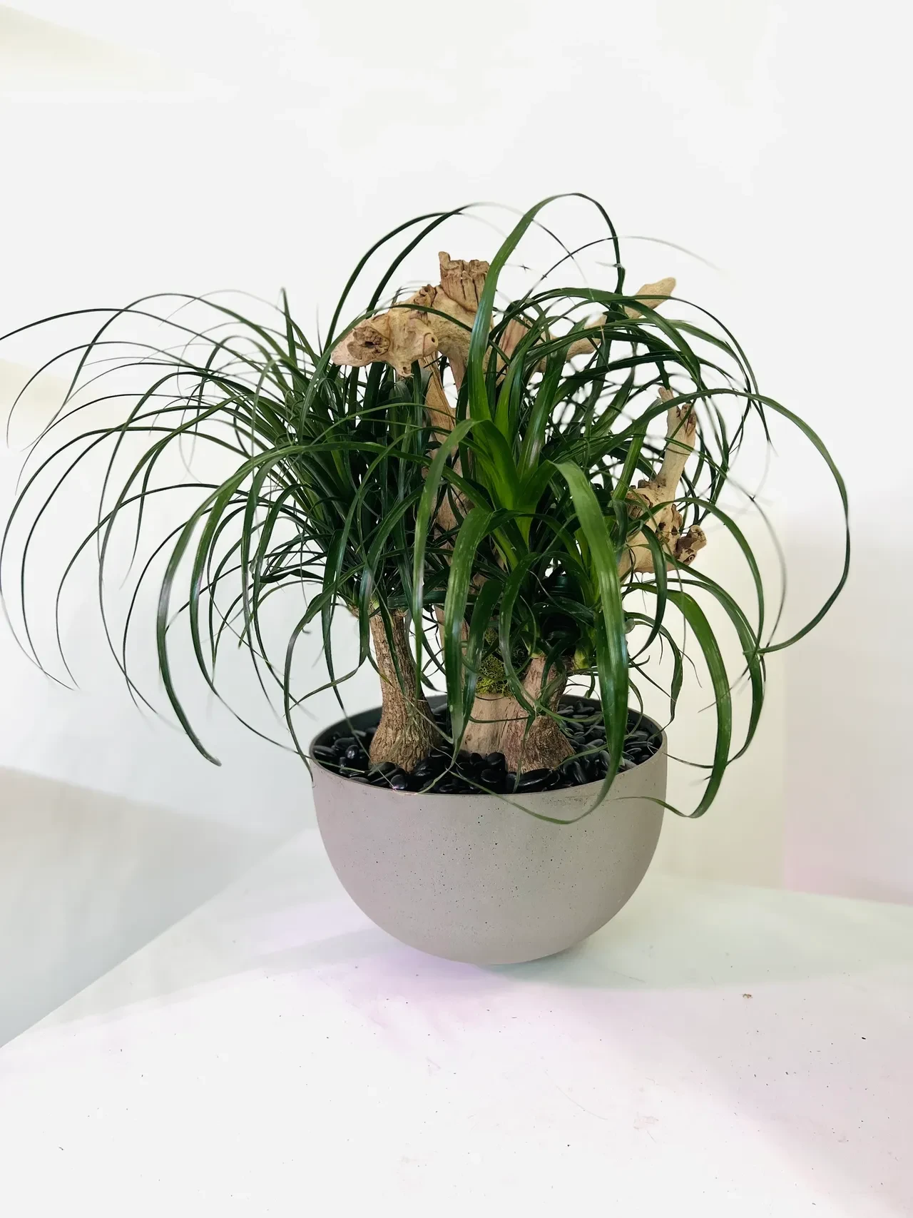 Ponytail palm with driftwood in gray concrete bowl