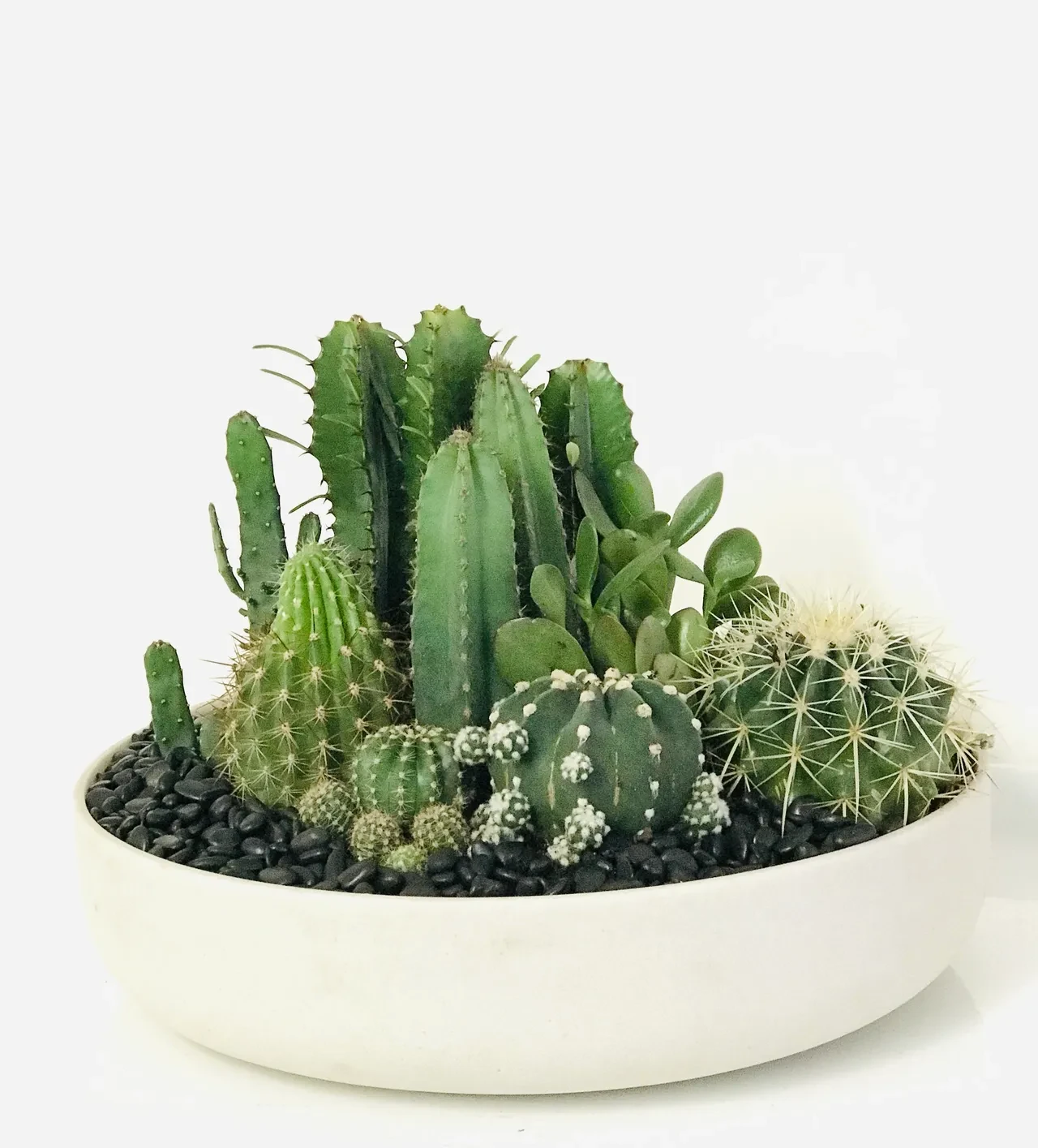 Mixed cacti and succulents in white ceramic bowl with white pebbles