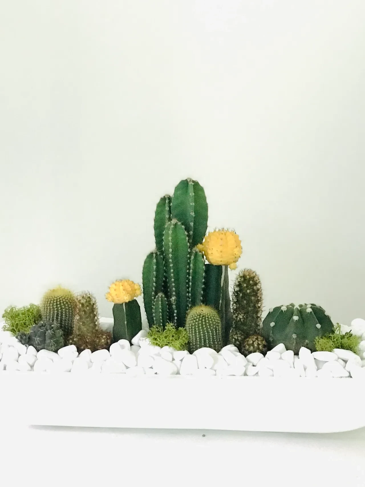 Cacti collection with yellow flowers and white stones