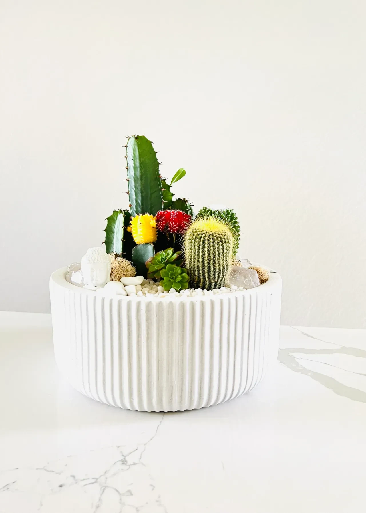 Cactus and succulent arrangement