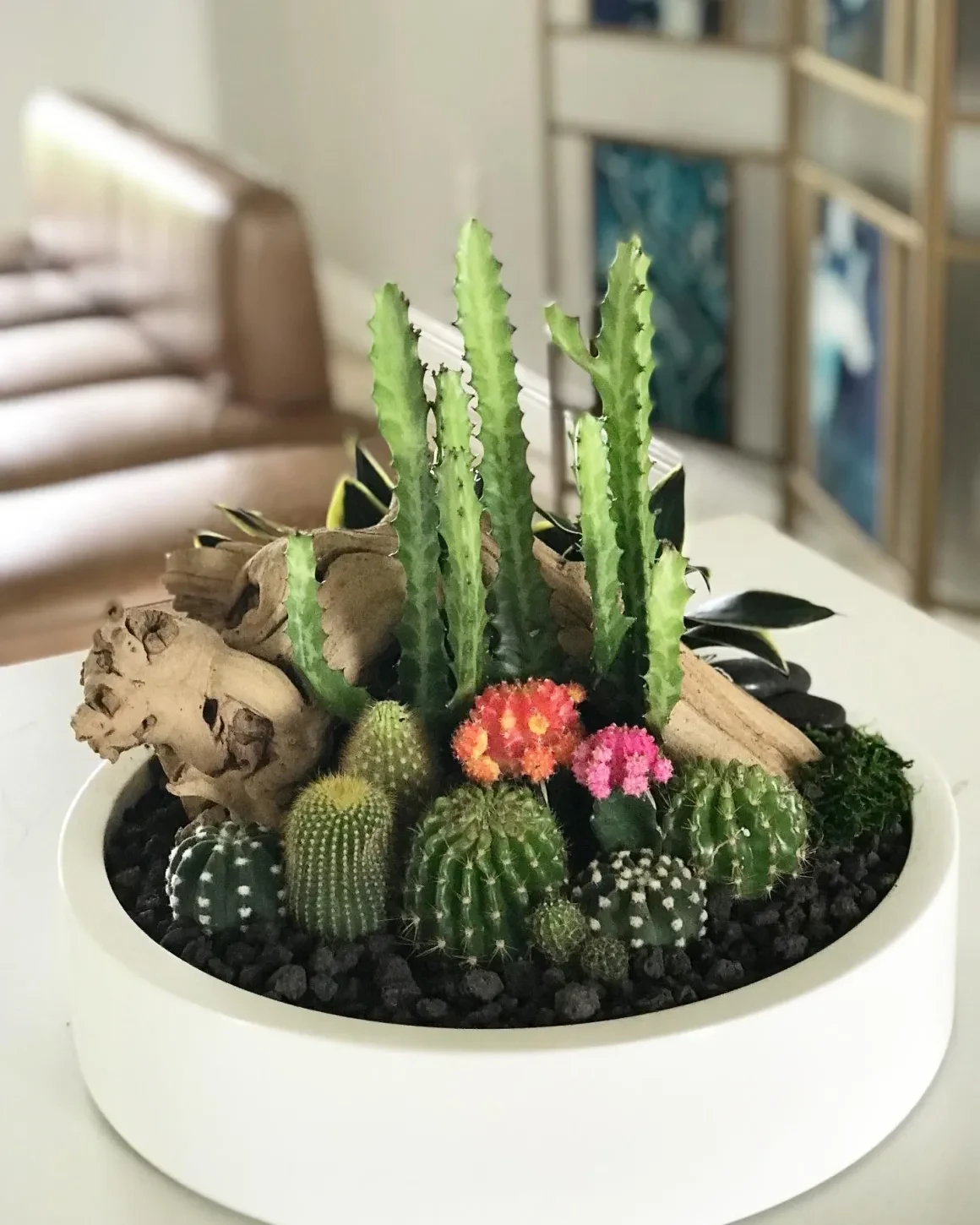 Colorful cactus garden arrangement