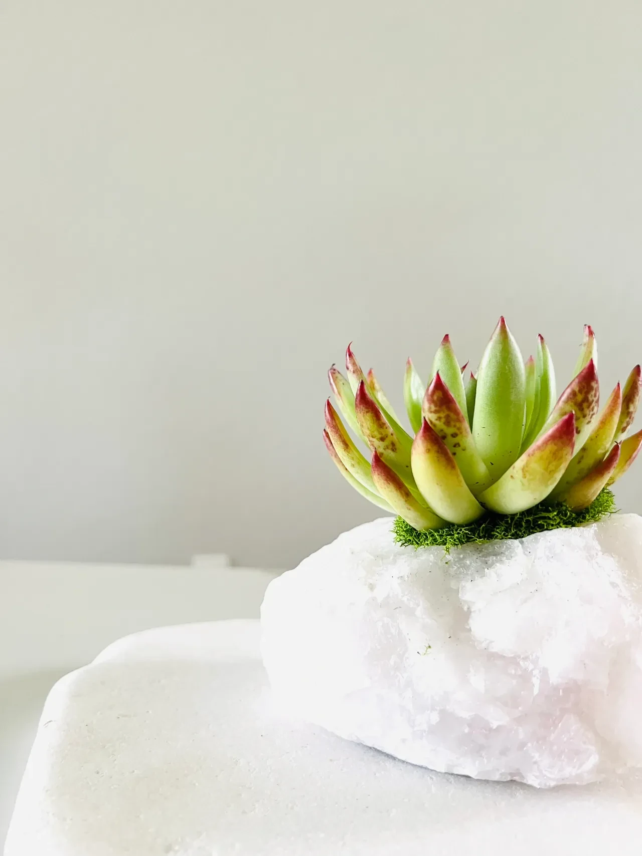 Succulent in white stone pot