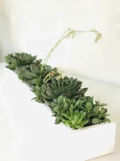 Botanical Art 2