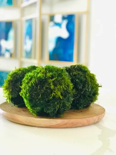Moss Art 3