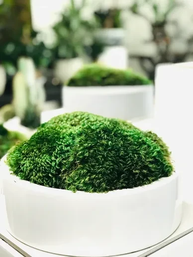 Moss Art 4