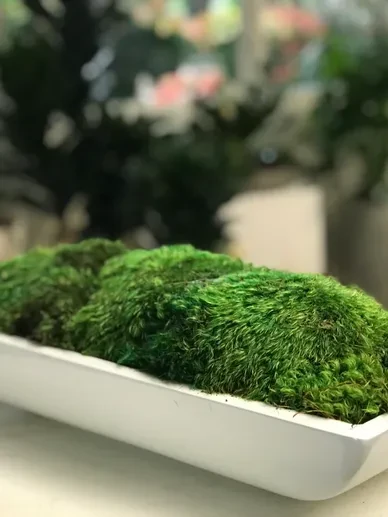 Moss Art 5