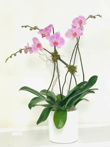 Inside the Orchids 1