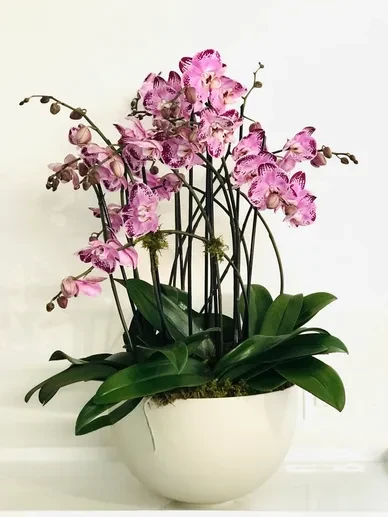 Inside the Orchids 2
