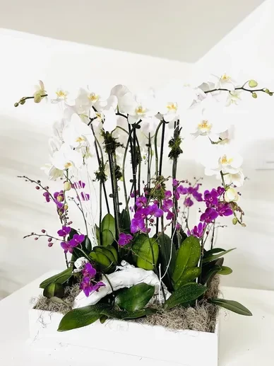 Inside the Orchids 3