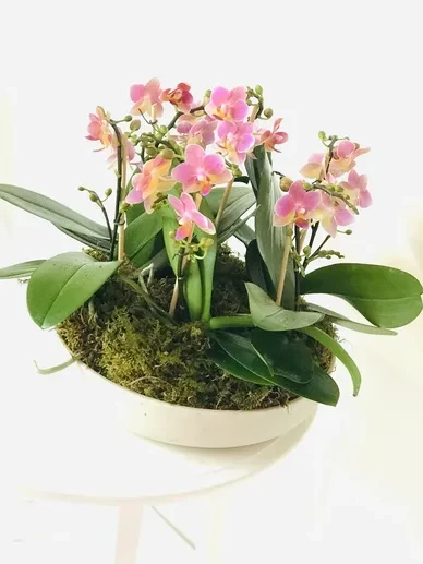 Inside the Orchids 4