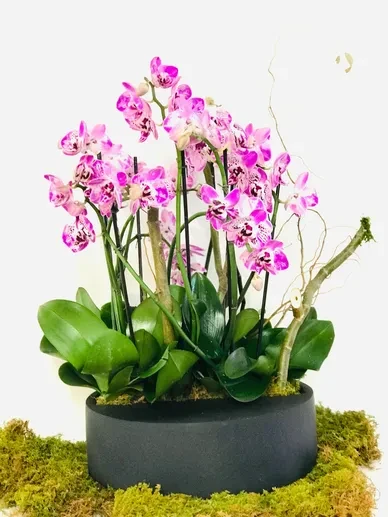 Inside the Orchids 5
