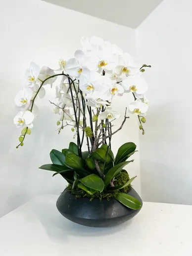Inside the Orchids 6