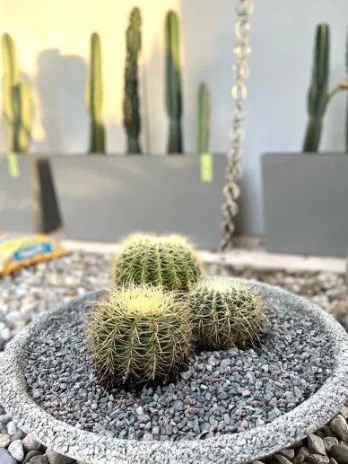 Outdoor Zen Garden 1